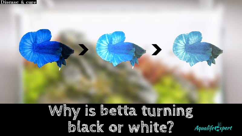 why are betta fish turning black/white