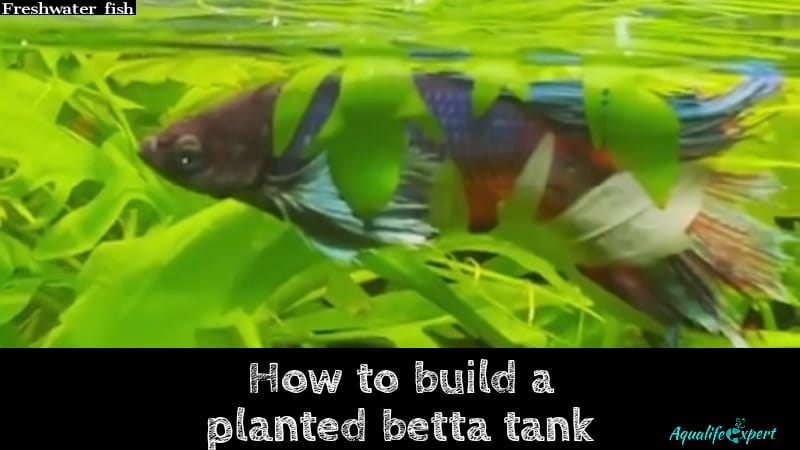 How to build a planted betta tank