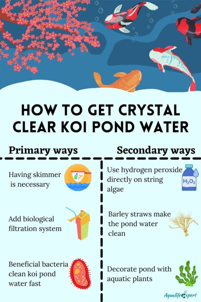 How to get crystal clear water of the koi pond?