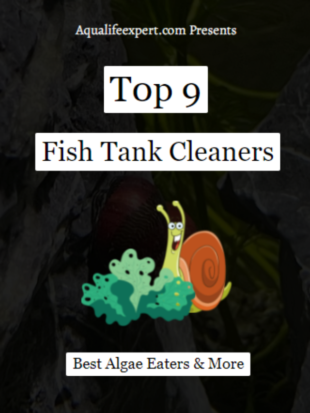 Top 9 Fish Tank Cleaners: Best Algae Eaters