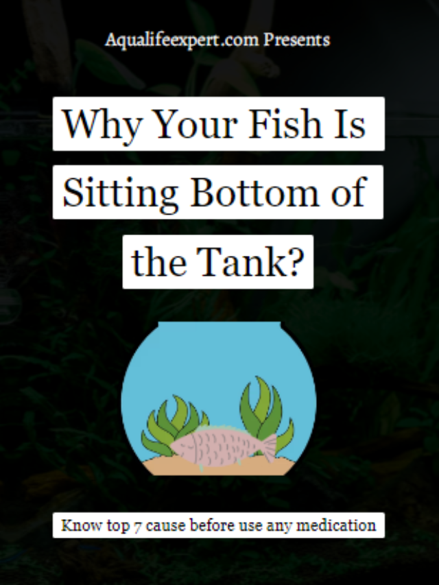 Why Your Fish Is Sitting Bottom of the Tank?