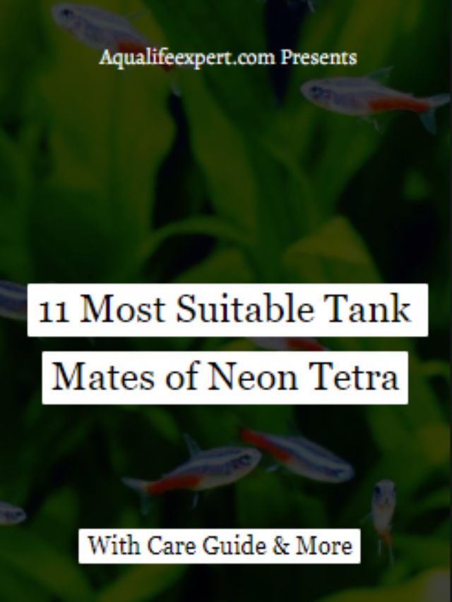 11 Most Suitable Tank Mates of Neon Tetra