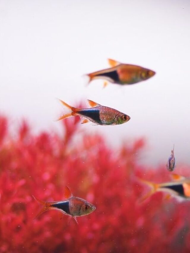 10 Best Non-Aggressive Freshwater Fish For A Community Tank