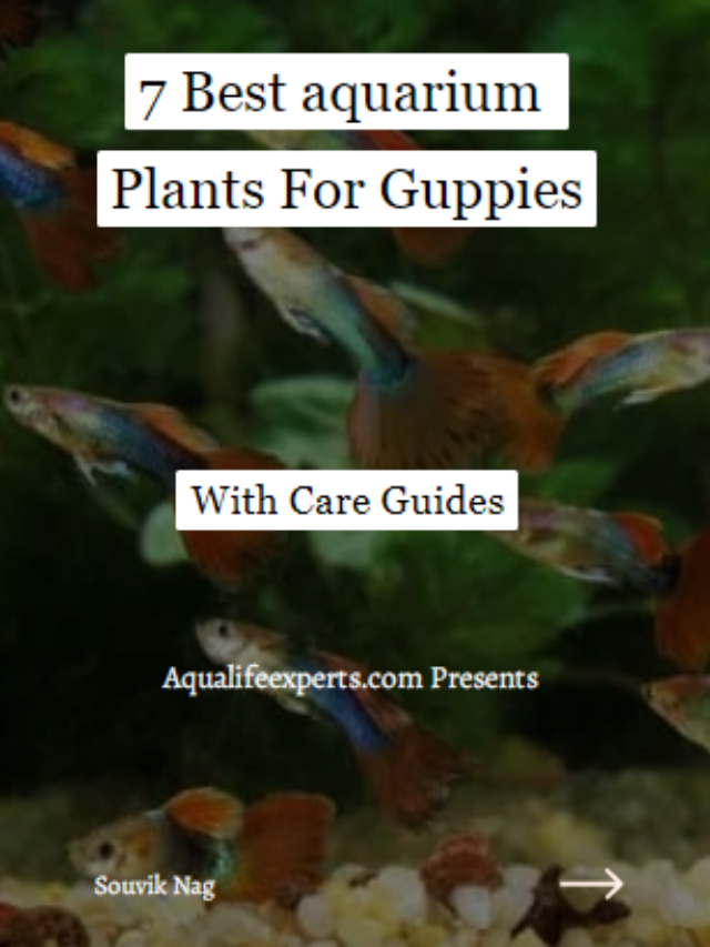 7 Best aquarium Plants For Guppies
