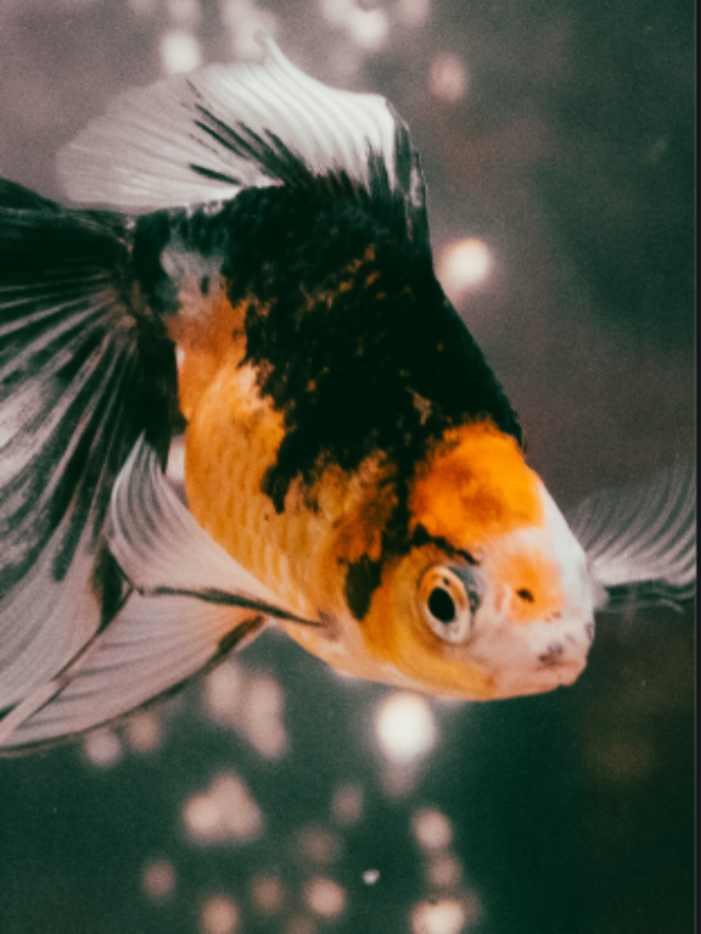 How To Keep Goldfish Happy