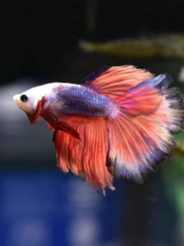 Why My Betta Isn’t Moving Or Swimming? Top 7 Reasons