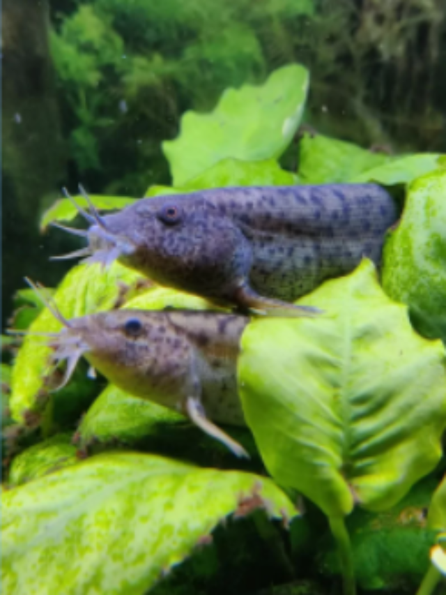 Types of Loach Species: Which Is Best For Your Aquarium?