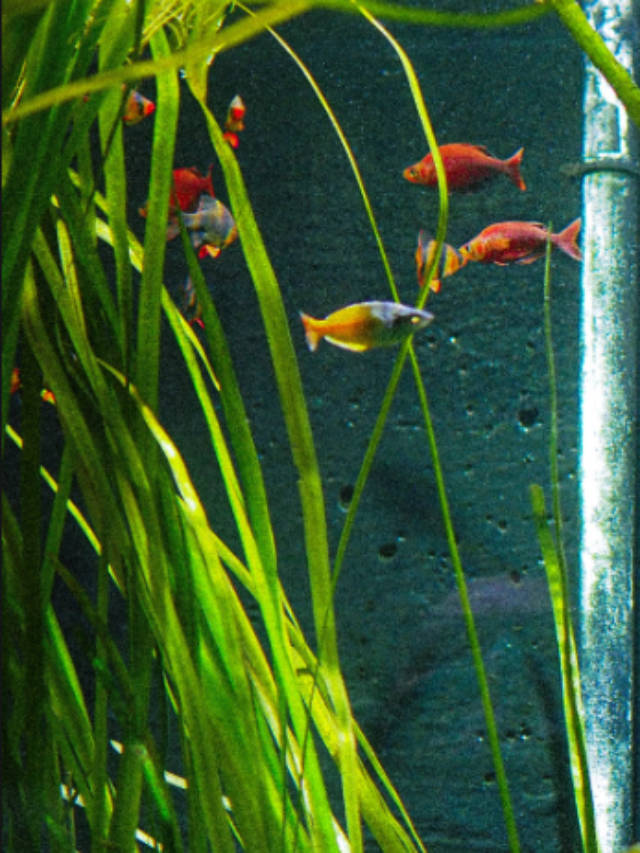 Top 7 Floating Plants For Freshwater Aquariums
