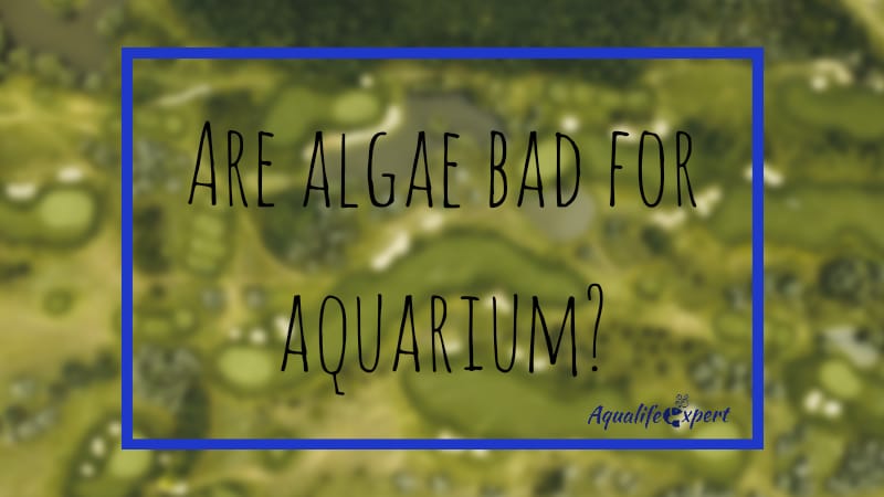 Are algae bad for aquarium? Know positive & negative both