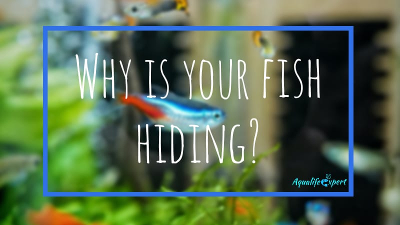 why are your fishes hiding feature image