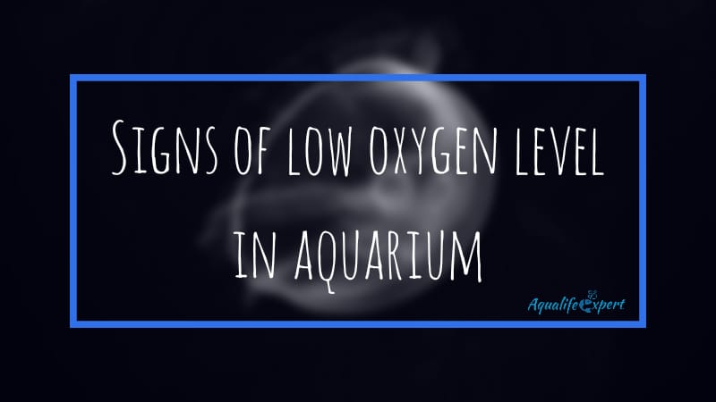 signs of low oxygen level in aquarium feature image