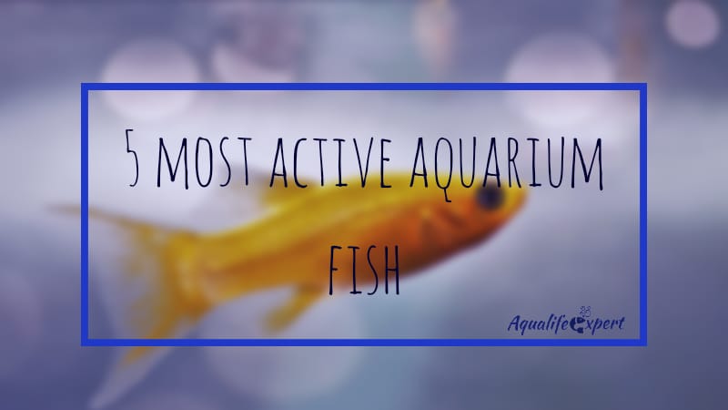 most active aquarium fishes feature image