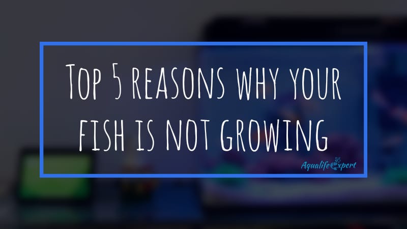 why your fish is not growing feature image