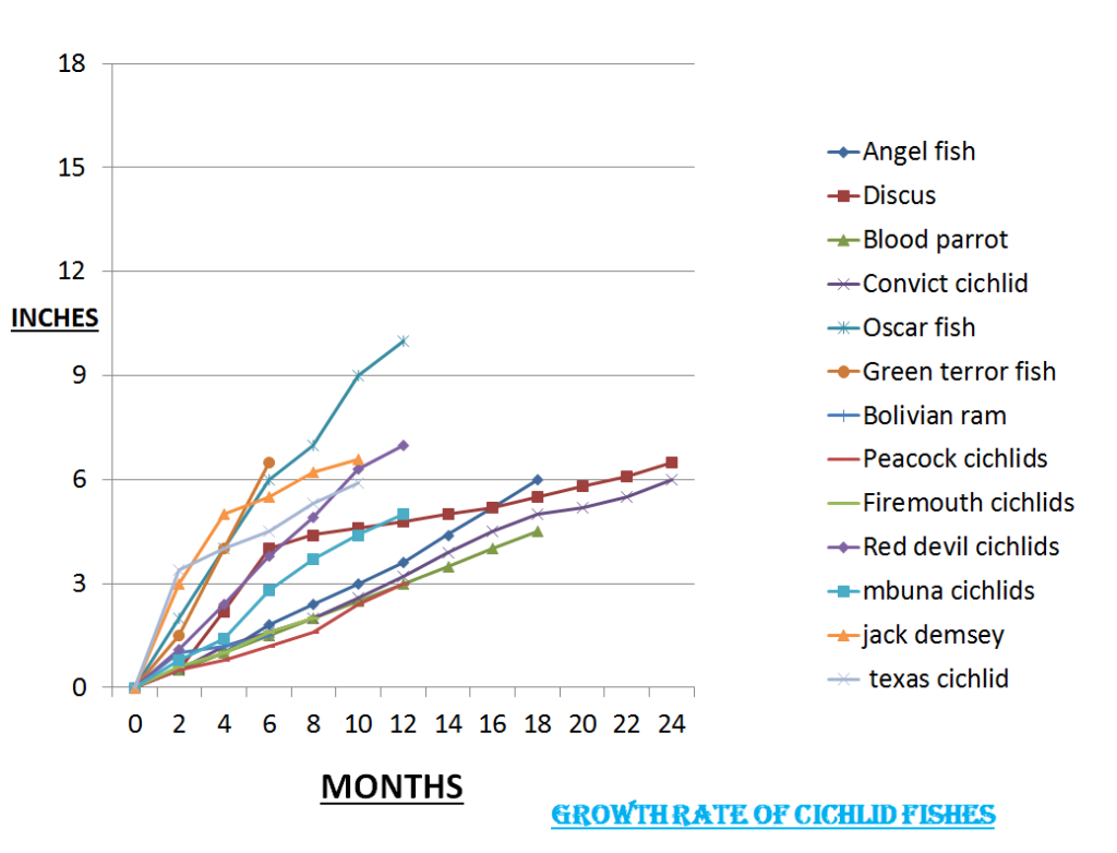 How Fast Do Cichlids Grow in Aquarium? EXCLUSIVE Researched