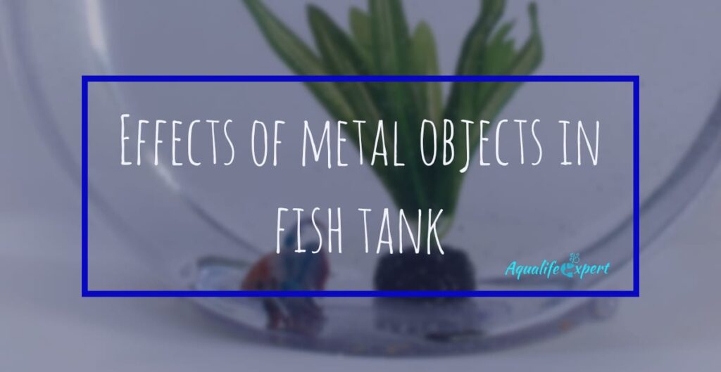 effects of metal objects in fish tank feature image