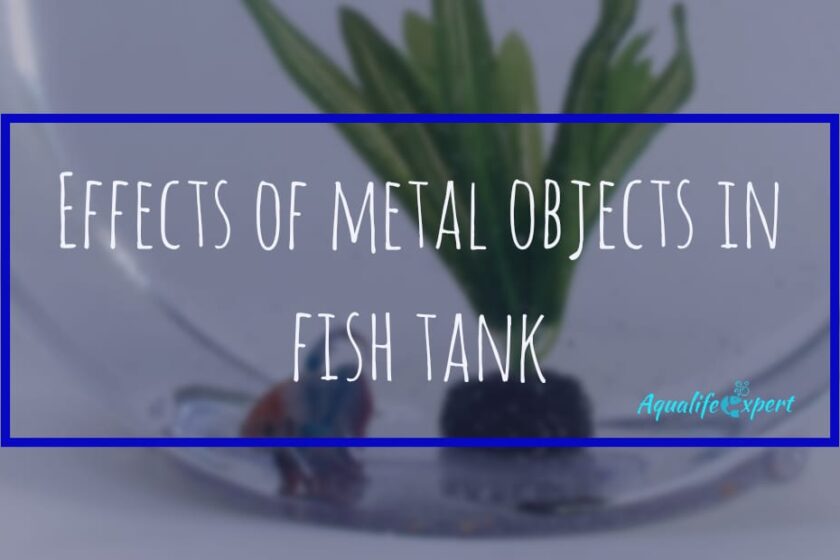 effects of metal objects in fish tank feature image