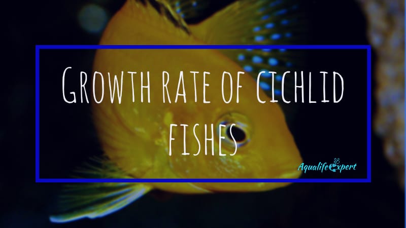 growth rate of cichlid fish