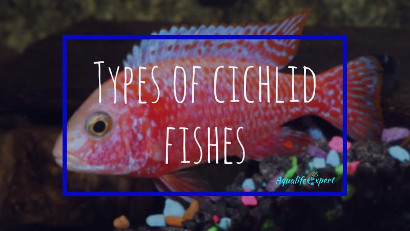 Types of cichlid fishes feature image