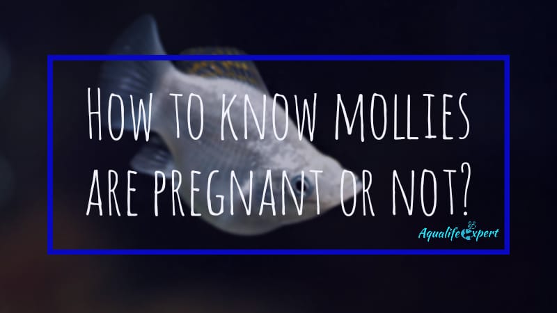 How to know my mollies are pregnant or not?