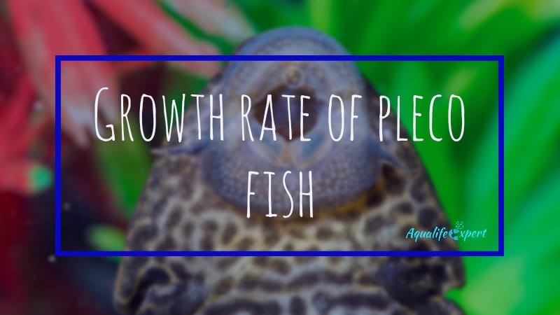 growth rate of pleco fish