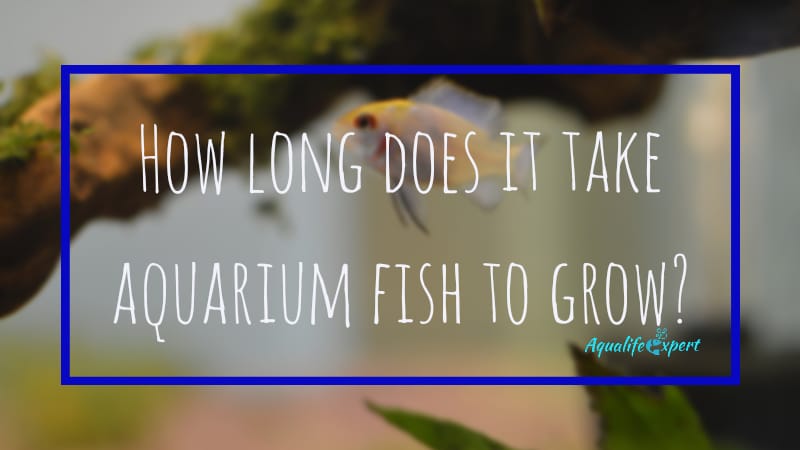 how long does it take aquarium fish to grow feature image