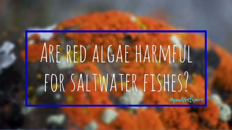 Are red algae harmful for saltwater fishes in marine aquarium?