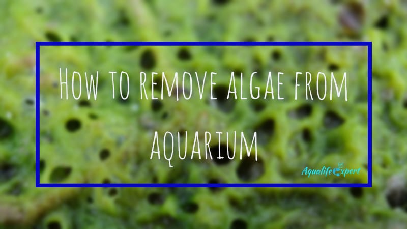 how to remove algae from aquarium feature image