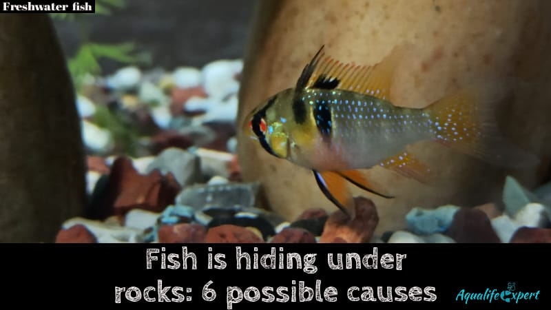 fish is hiding under rocks