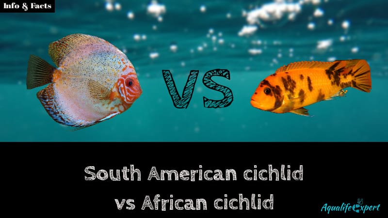 South American vs African cichlid feature image