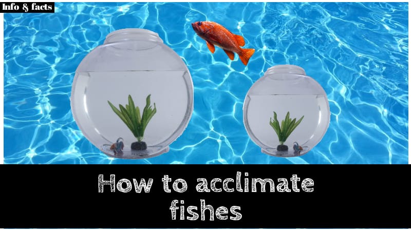 how to acclimate fishes from one tank to another
