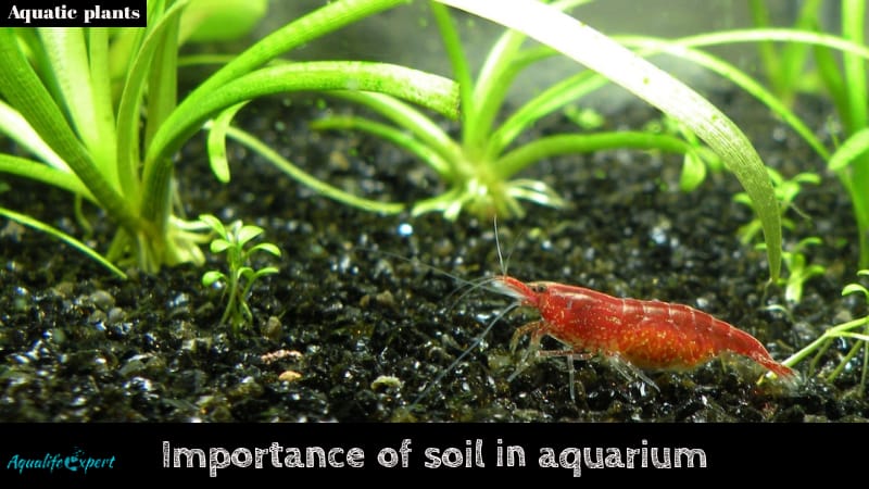 importance of soil for planted aquarium feature image