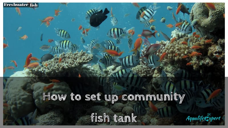 Setting up community fish tank feature image