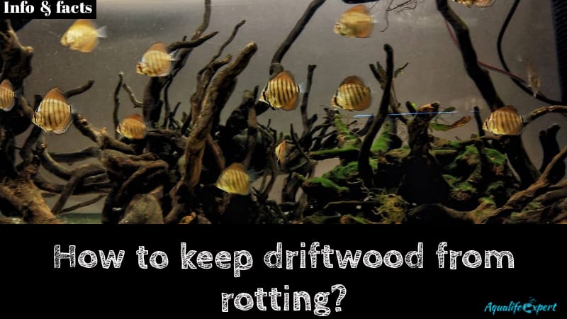 How to keep driftwood from rotting feature image