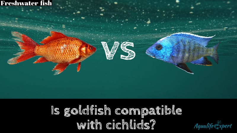 Is goldfish compatible with cichlids?