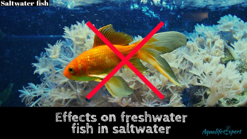 freshwater fish in saltwater feature image