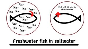 freshwater fish in saltwater