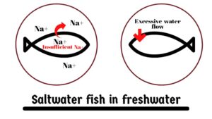saltwater fish in freshwater