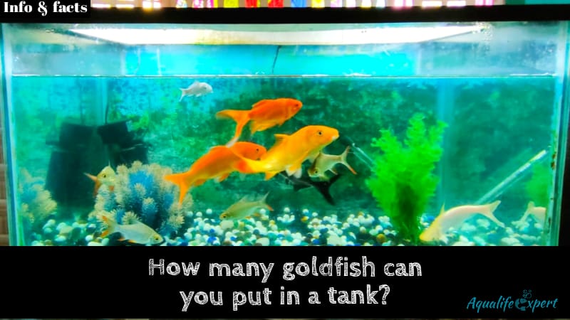 How many goldfish you can put in a tank?