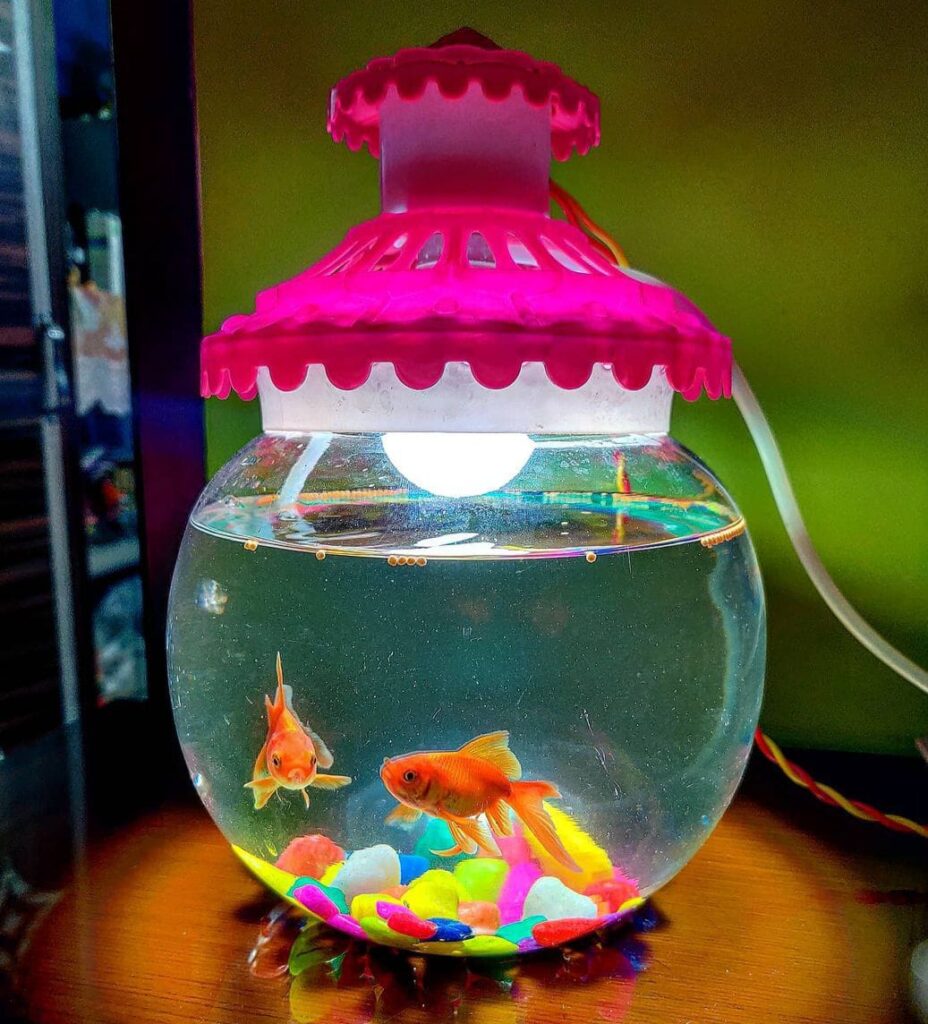 how-many-goldfish-you-can-put-in-a-tank-aqua-life-expert