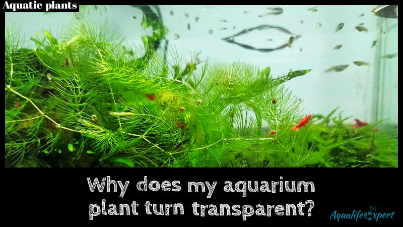 Why does my aquarium plant turn transparent?
