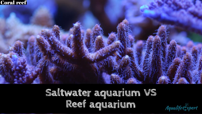 saltwater aquarium vs reef aquarium