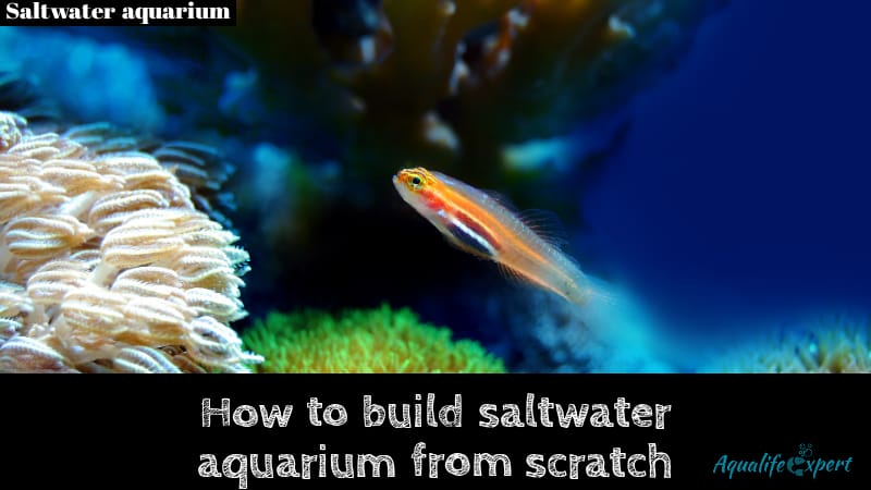 How to build saltwater aquarium from scratch (55gallon)