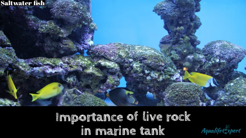 importance of live rock in marine tank feature image