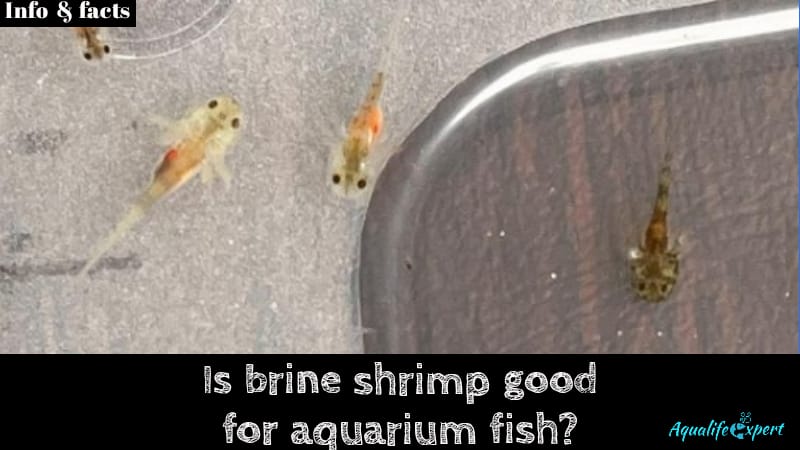 Brine shrimp good for fish feature image