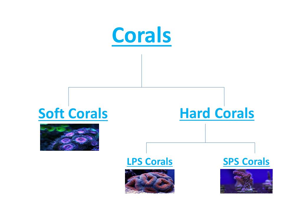 Types of corals