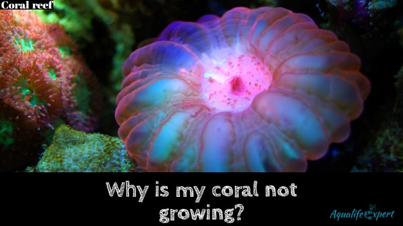 Why is my coral not growing? Know proper causes of each of it