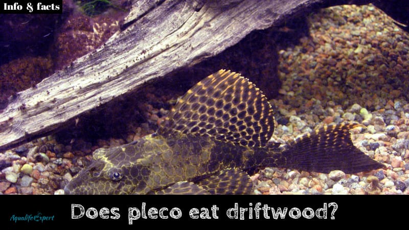 Does pleco eat driftwood feature image