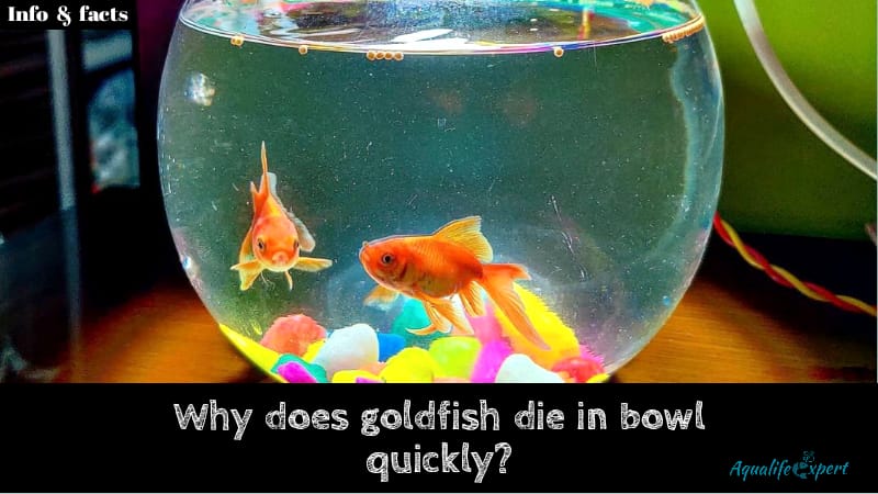 Why does goldfish die in bowl quickly? Original truth has revealed