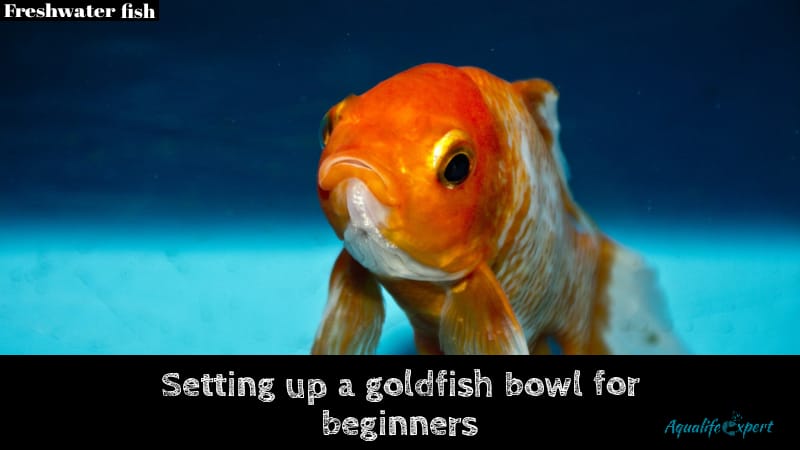 Setting up goldfish bowl for beginners 
