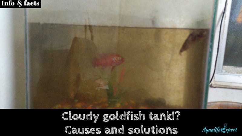 cloudy goldfish tank feature image